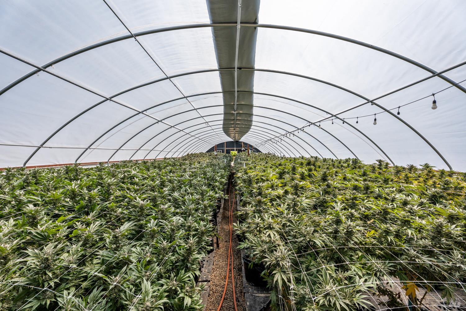 Redwood Valley, California, 95470, United States, 4 Bedrooms Bedrooms, ,3 BathroomsBathrooms,Residential,Active,1960148