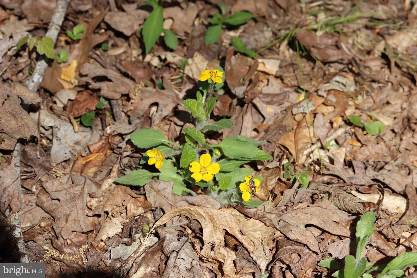 Bumpass, Virginia, 23024, United States, 1 Bedroom Bedrooms, ,2 BathroomsBathrooms,Residential,Active,1953381