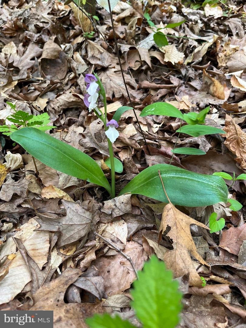 Bumpass, Virginia, 23024, United States, 1 Bedroom Bedrooms, ,2 BathroomsBathrooms,Residential,Active,1953381