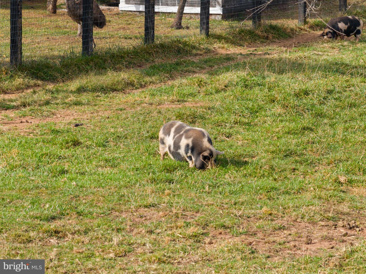 Leesburg, Virginia, 20175, United States, 4 Bedrooms Bedrooms, ,5 BathroomsBathrooms,Residential,Active,2011862