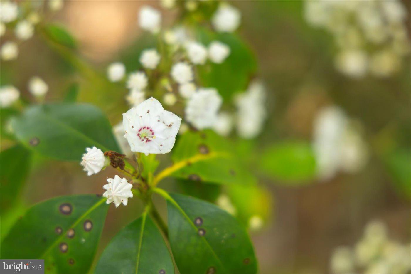 Rhoadesville, Virginia, 22542, United States, 3 Bedrooms Bedrooms, ,3 BathroomsBathrooms,Residential,Active,1769999