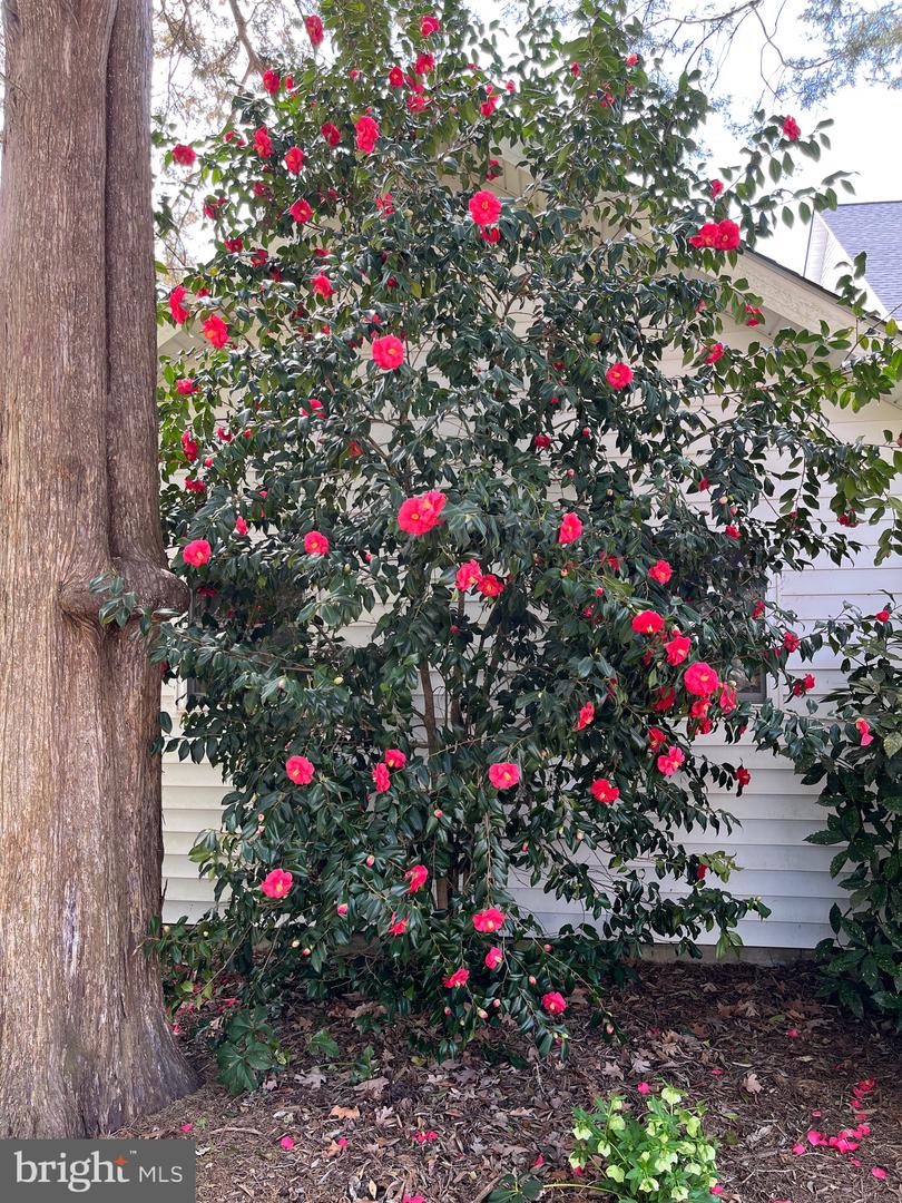 Lusby, Maryland, 20657, United States, 4 Bedrooms Bedrooms, ,3 BathroomsBathrooms,Residential,Active,2024177