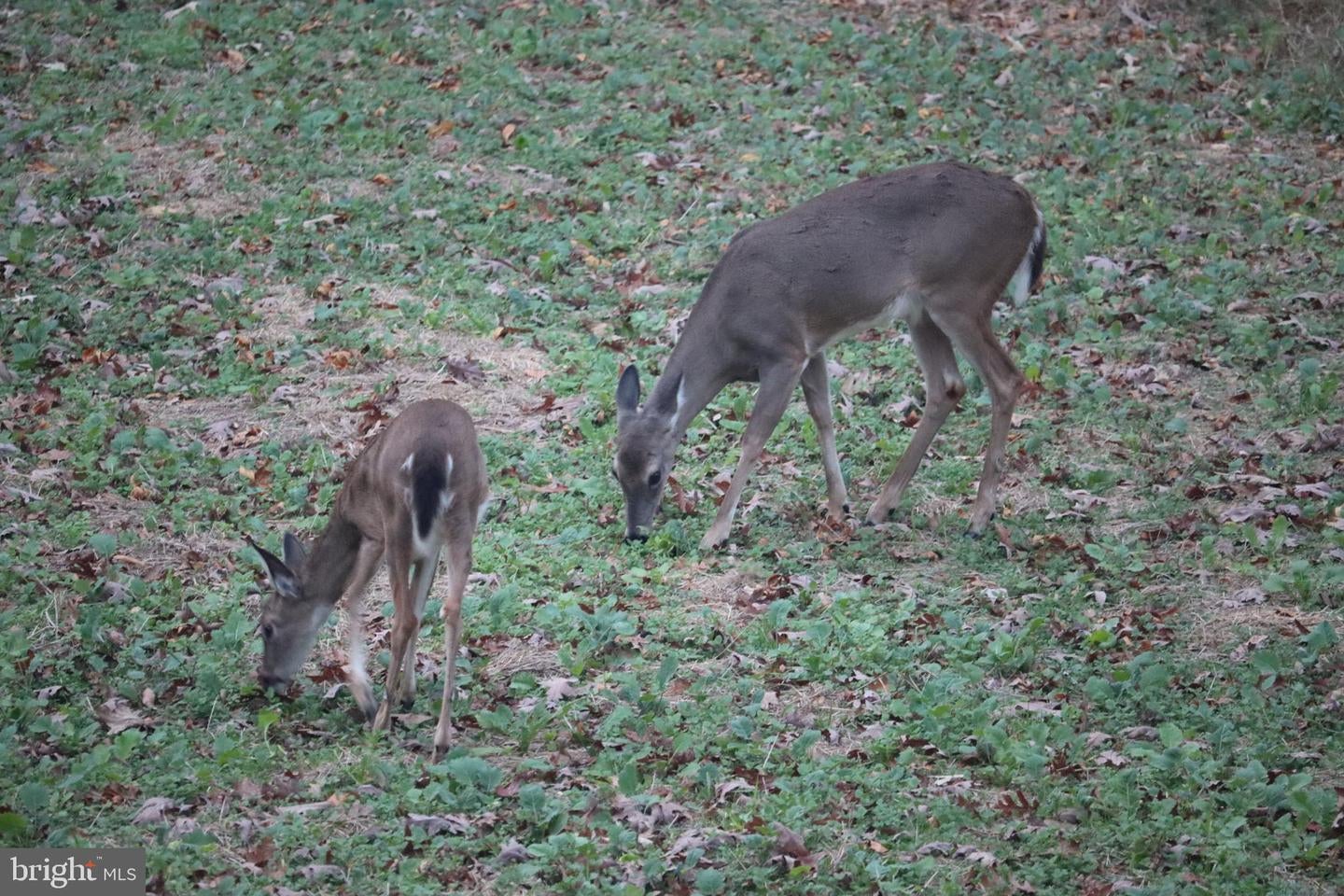 Bumpass, Virginia, 23024, United States, 1 Bedroom Bedrooms, ,2 BathroomsBathrooms,Residential,Active,1953381