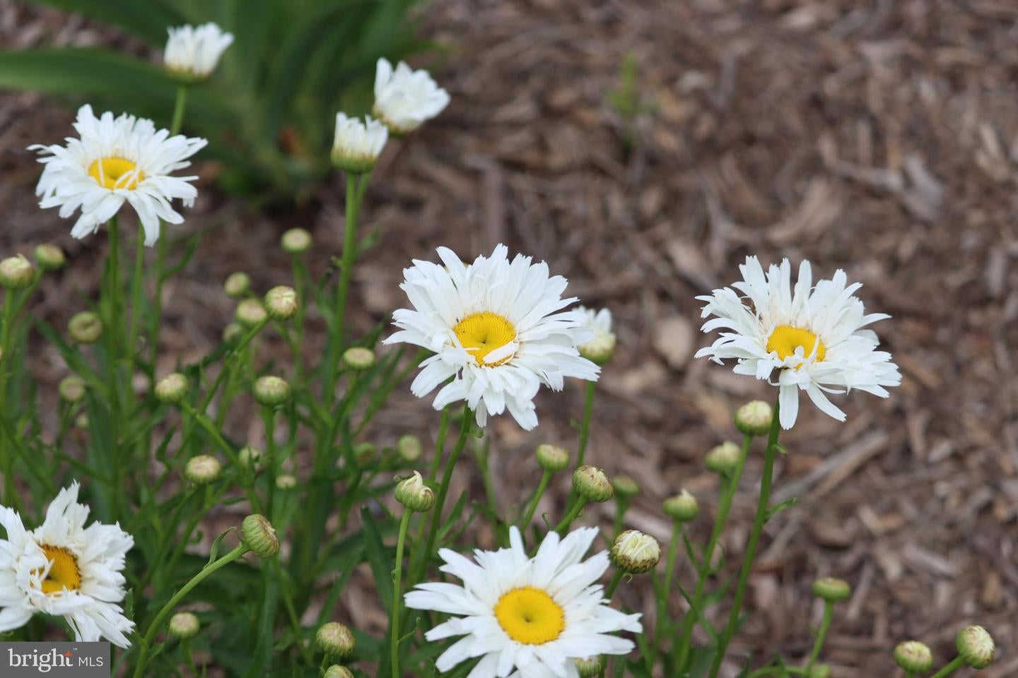 Bumpass, Virginia, 23024, United States, 1 Bedroom Bedrooms, ,2 BathroomsBathrooms,Residential,Active,1953381