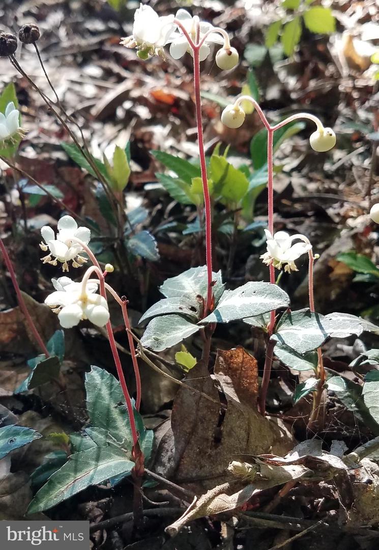 Bumpass, Virginia, 23024, United States, 1 Bedroom Bedrooms, ,2 BathroomsBathrooms,Residential,Active,1953381