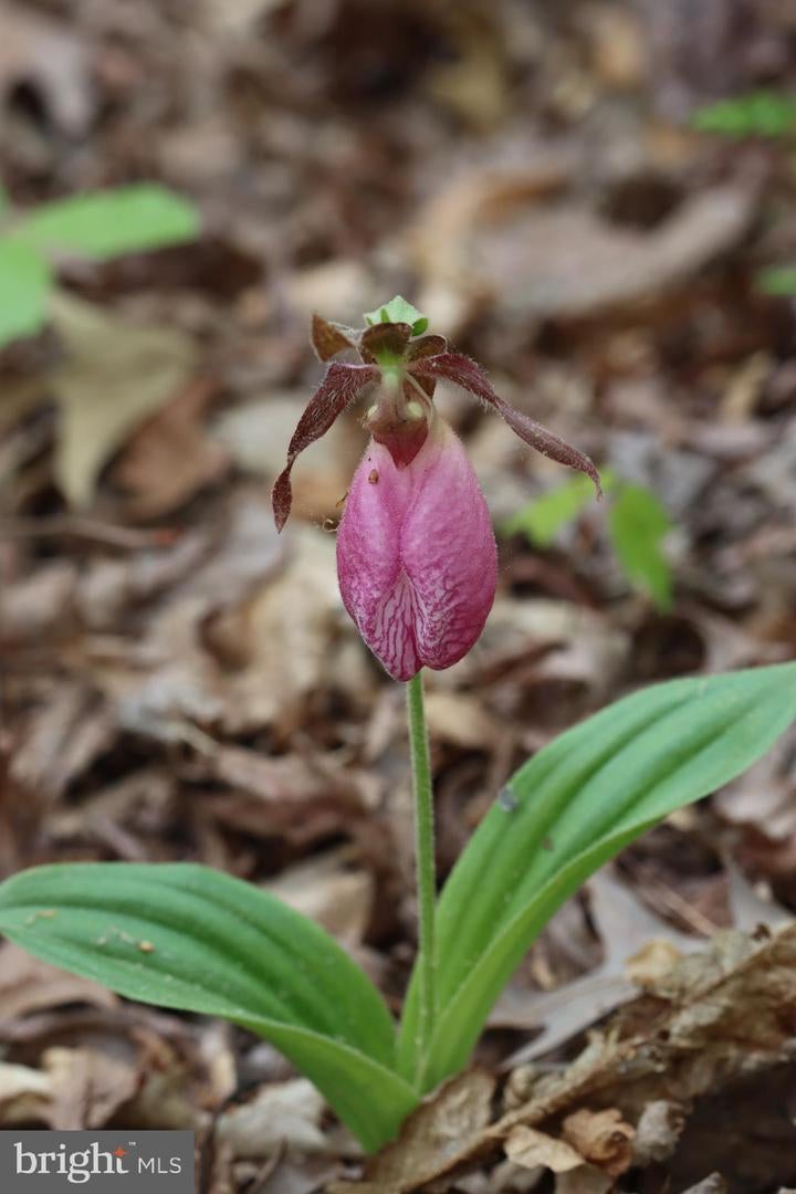 Bumpass, Virginia, 23024, United States, 1 Bedroom Bedrooms, ,2 BathroomsBathrooms,Residential,Active,1953381