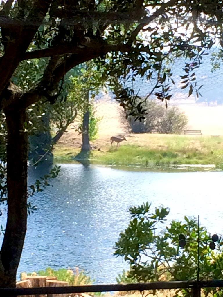 Copperopolis, California, 95228, United States, 2 Bedrooms Bedrooms, ,2 BathroomsBathrooms,Residential,Active,1962245