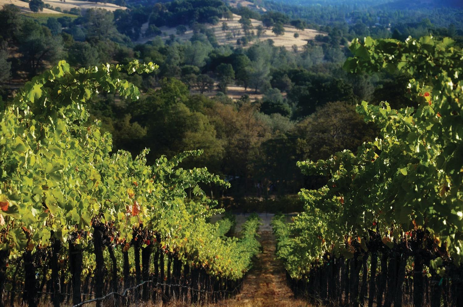 Murphys, California, 95247, United States, ,Residential,Pending,1703568