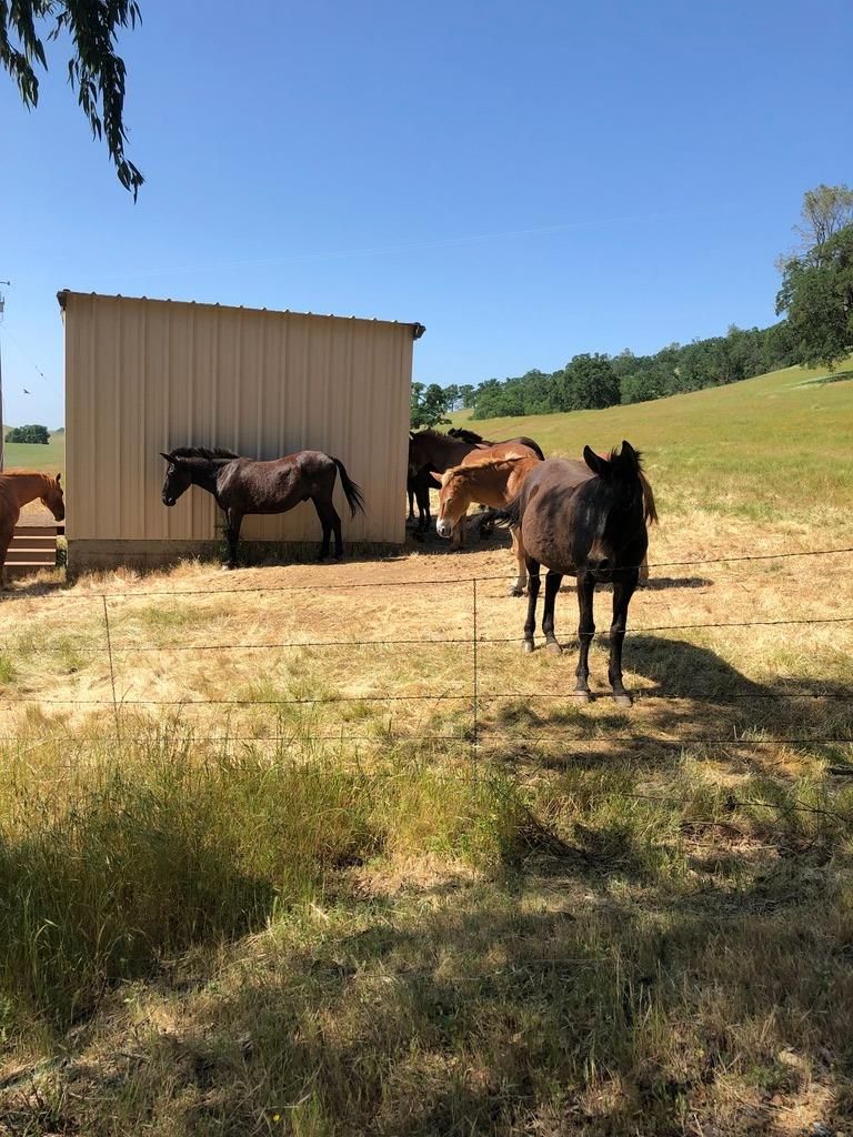 Copperopolis, California, 95228, United States, 2 Bedrooms Bedrooms, ,2 BathroomsBathrooms,Residential,Active,1962245