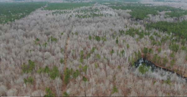 BISHOP RD, MONTICELLO, AR 71655, photo 2 of 6