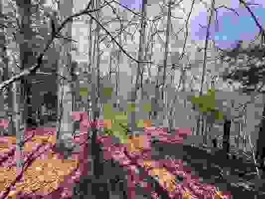 000 BOANNA DRIVE, CHEROKEE VILLAGE, AR 72529, photo 1 of 11