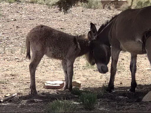 Big Bear City, California, 92314, United States, 2 Bedrooms Bedrooms, ,1 BathroomBathrooms,Residential,Active,1914771