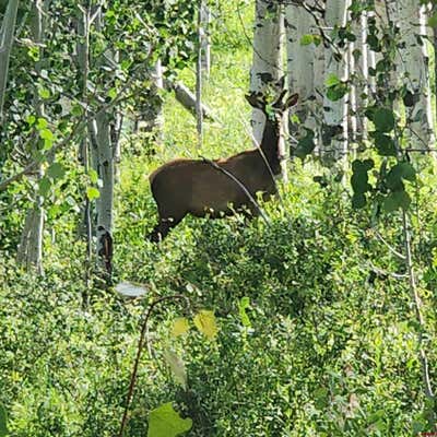 TBD ZS ROAD, WHITEWATER, CO 81527 - Image 1