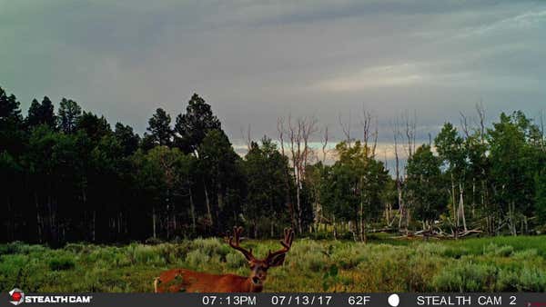 TBD ELK MEADOWS GOVERNMENT SPRINGS ROAD ROADS, MONTROSE, CO 81403, photo 4 of 14