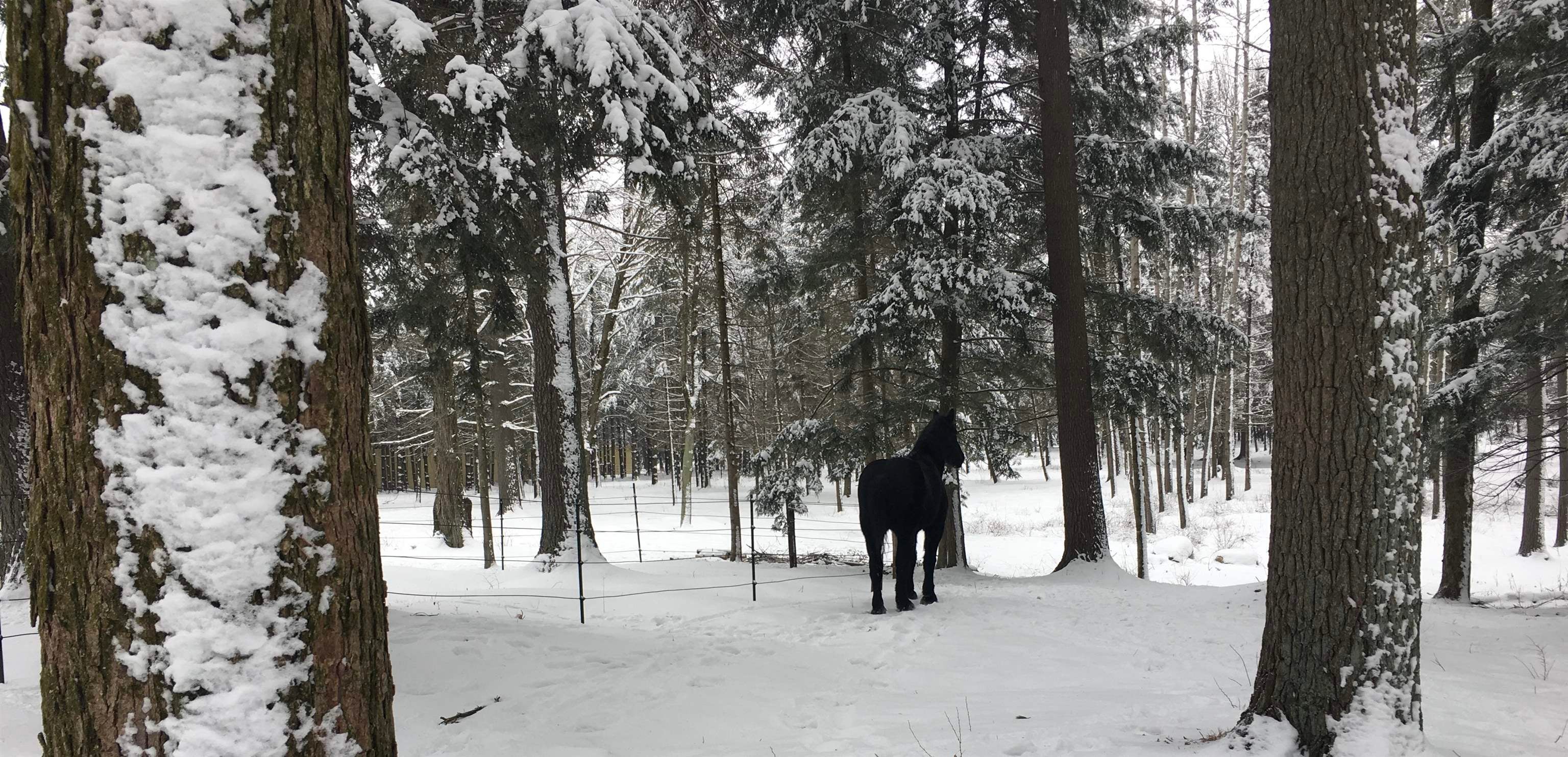 Wausau, Wisconsin, 54401, United States, 4 Bedrooms Bedrooms, ,5 BathroomsBathrooms,Residential,Active,1987234