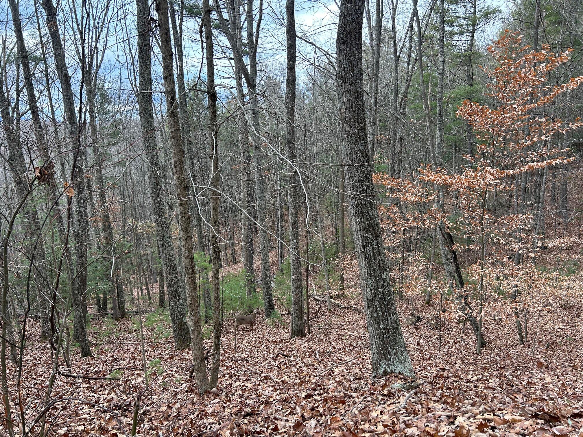 Secondcreek, West Virginia, 24974, United States, ,2 BathroomsBathrooms,Residential,Active,1769466