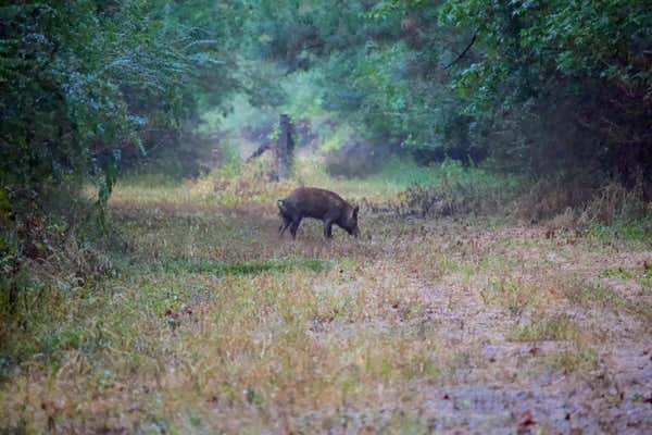 NATCHEZ TRACE PKY, OTHER, MS 39090 - Image 1