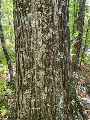 MAP8 LOT 141 CENTER ROAD, HILLSBOROUGH, NH 03244 - Image 1