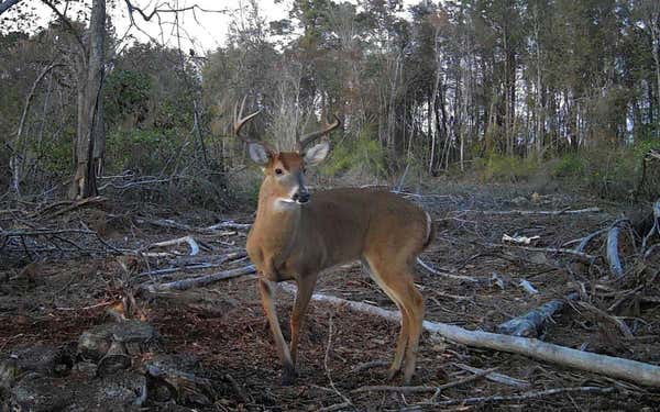 ROCK ISLAND RD, PERRY, FL 32347 - Image 1