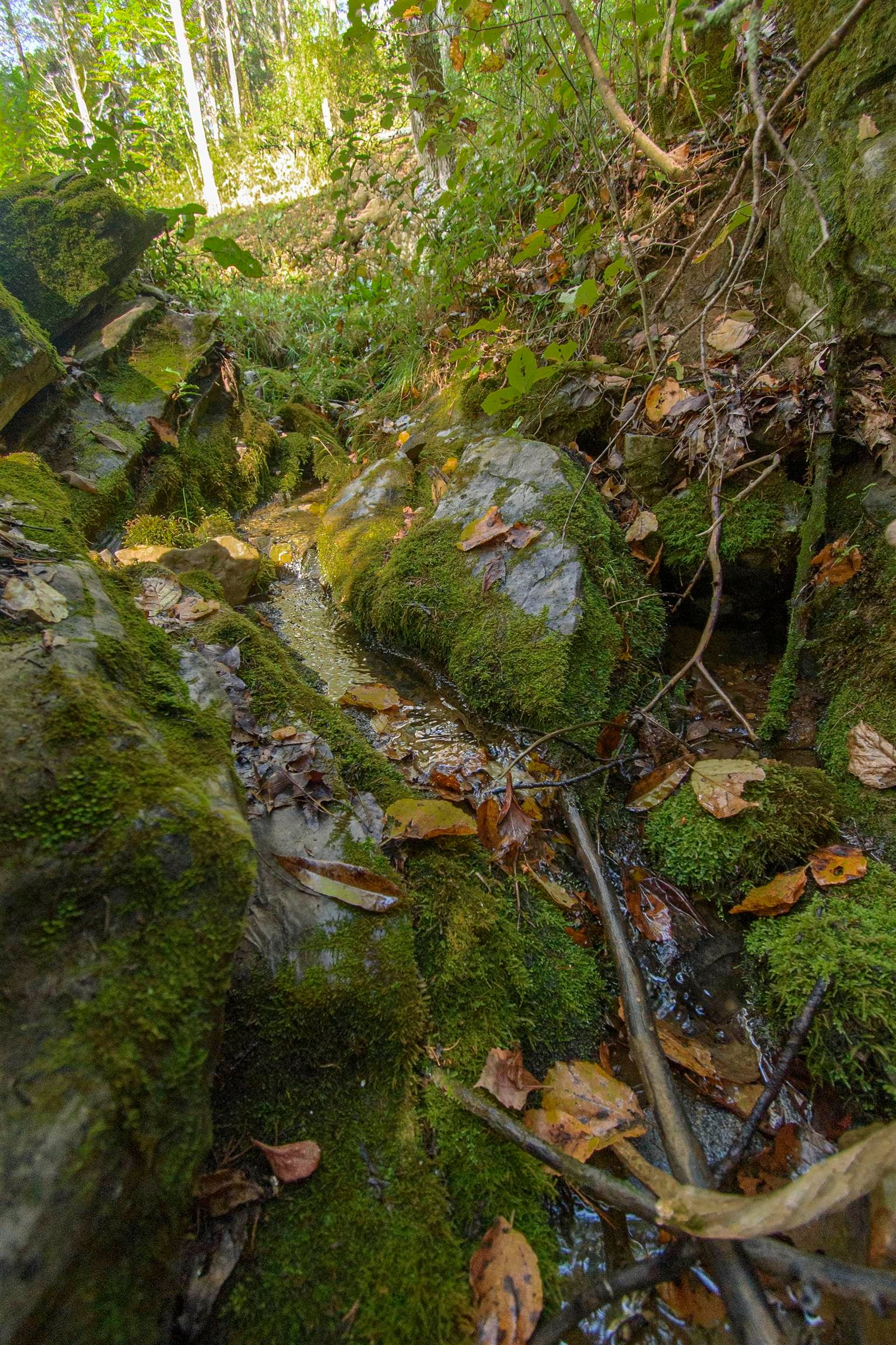 Catawba, Virginia, 24070, United States, 3 Bedrooms Bedrooms, ,3 BathroomsBathrooms,Residential,Active,1954410