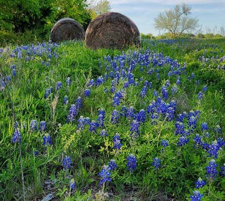 TBD 8.48 ACRES FM 513 S, LONE OAK, TX 75453 - Image 1