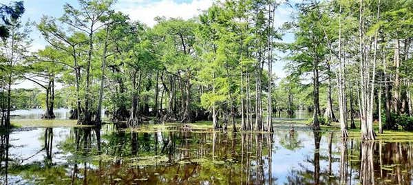 11582 ROGERS STATION RD, VIVIAN, LA 71082, photo 2 of 31