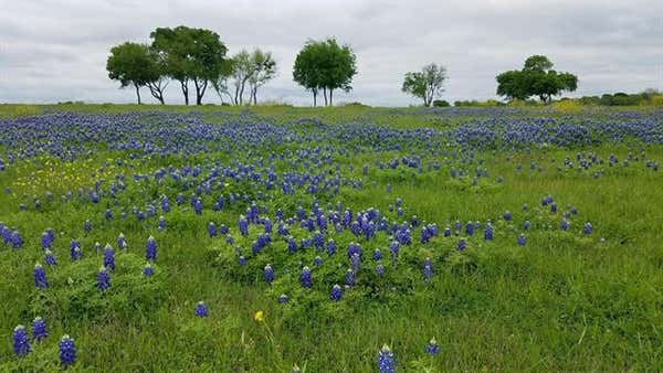 TBD FM 513 S, LONE OAK, TX 75453 - Image 1