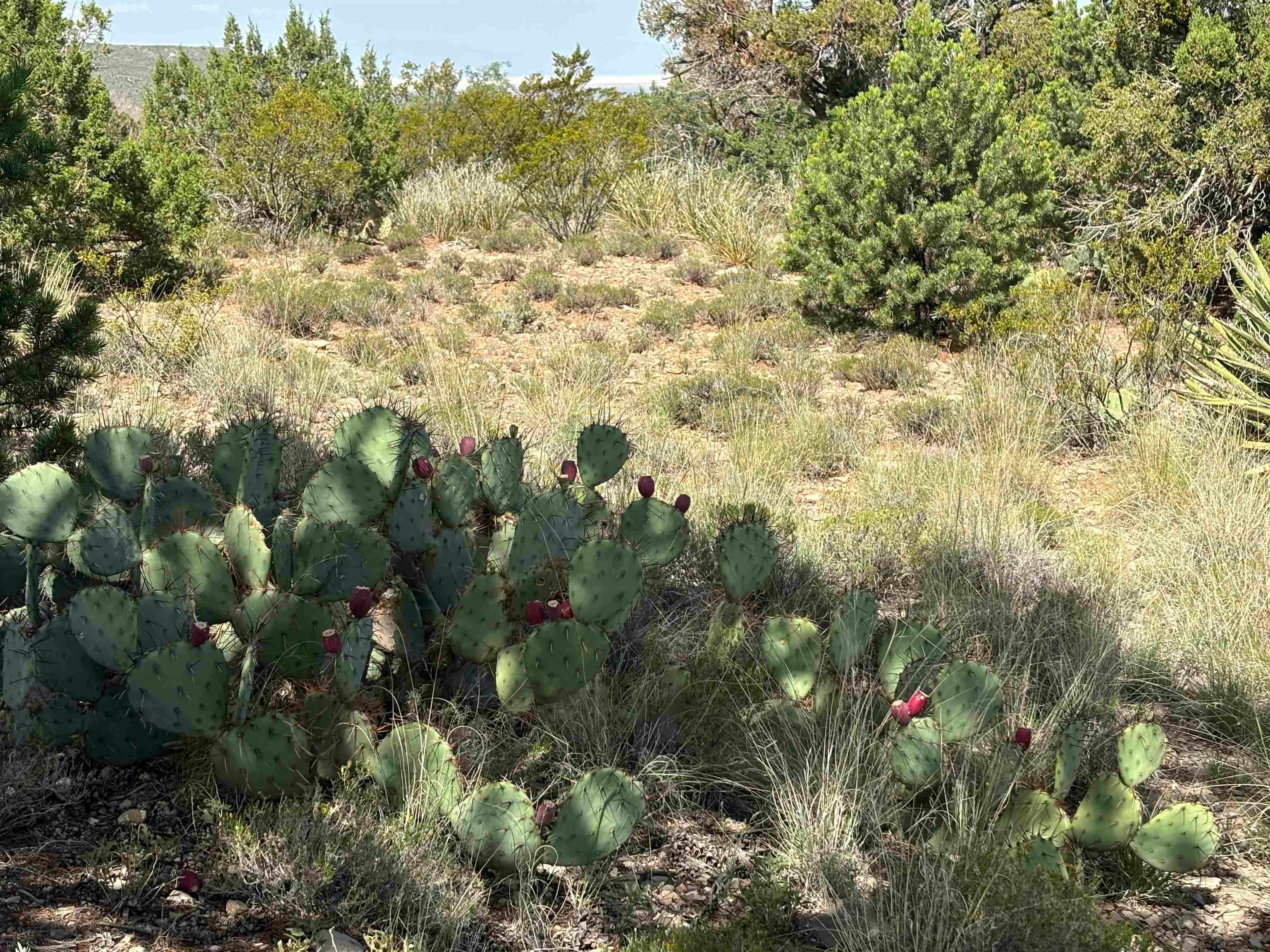 La Luz, New Mexico, 88337, United States, 3 Bedrooms Bedrooms, ,3 BathroomsBathrooms,Residential,Active,1764134
