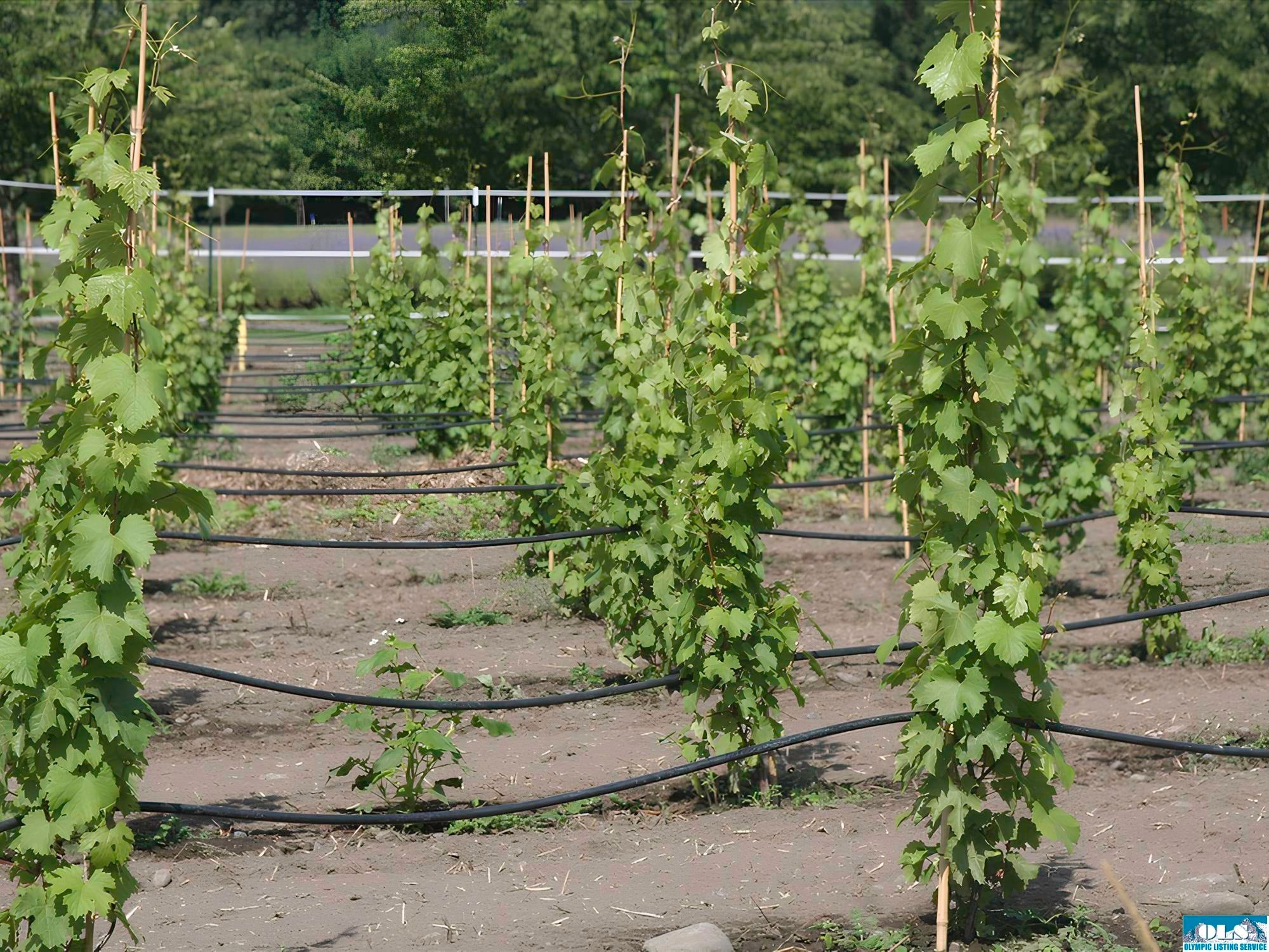 Sequim, Washington, 98382, United States, ,5 BathroomsBathrooms,Residential,Active,1790882