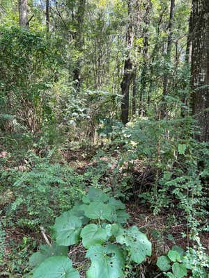 00 HAMMOCK RD., CARRIERE, MS 39426 - Image 1