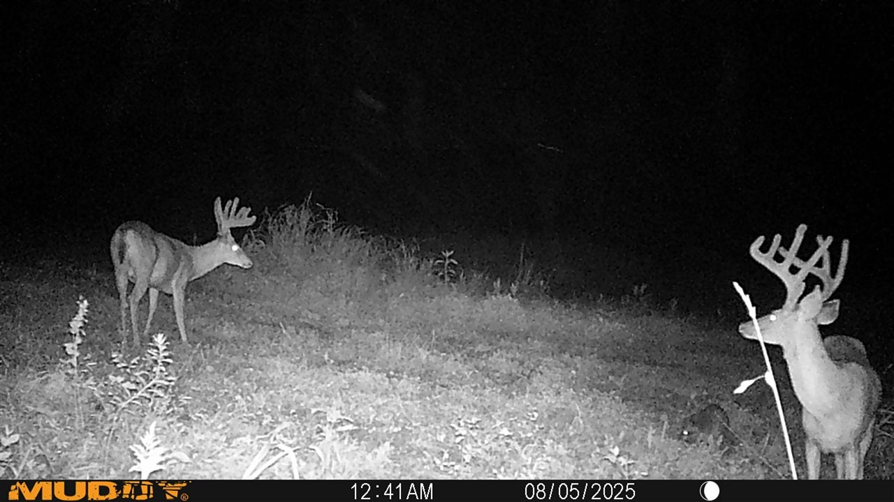 Bowling Green, Kentucky, 42101, United States, 3 Bedrooms Bedrooms, ,2 BathroomsBathrooms,Residential,Active,1920252