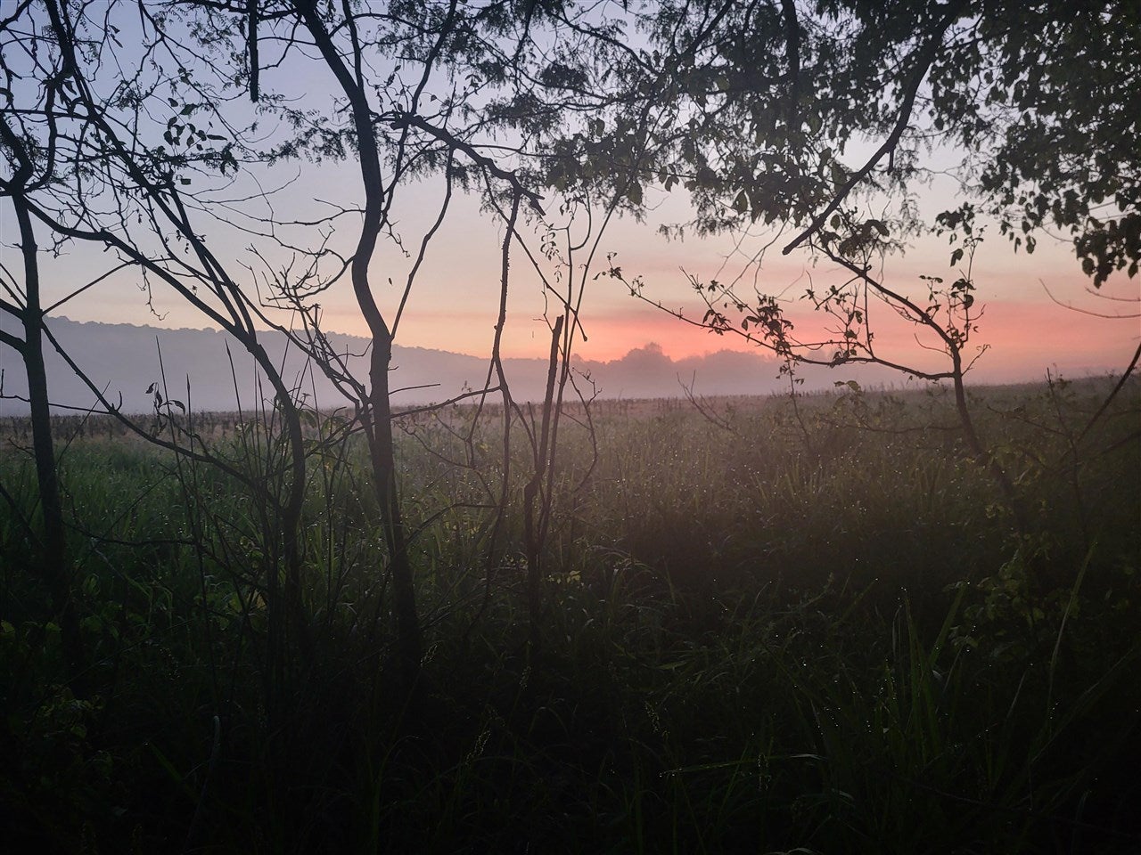 Bowling Green, Kentucky, 42101, United States, 3 Bedrooms Bedrooms, ,2 BathroomsBathrooms,Residential,Active,1920252