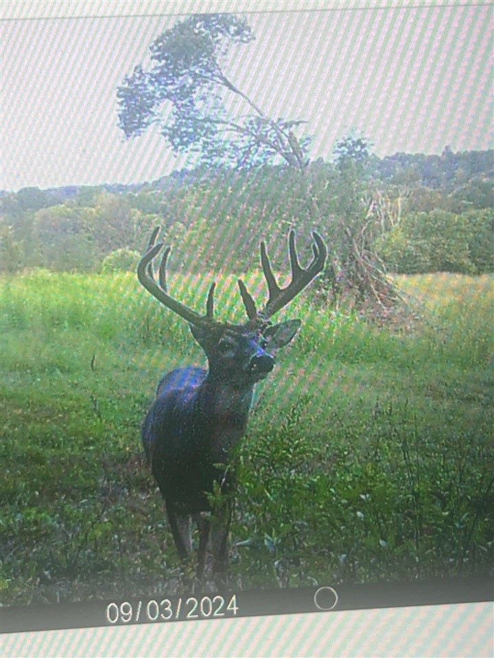 Bowling Green, Kentucky, 42101, United States, 3 Bedrooms Bedrooms, ,2 BathroomsBathrooms,Residential,Active,1920252