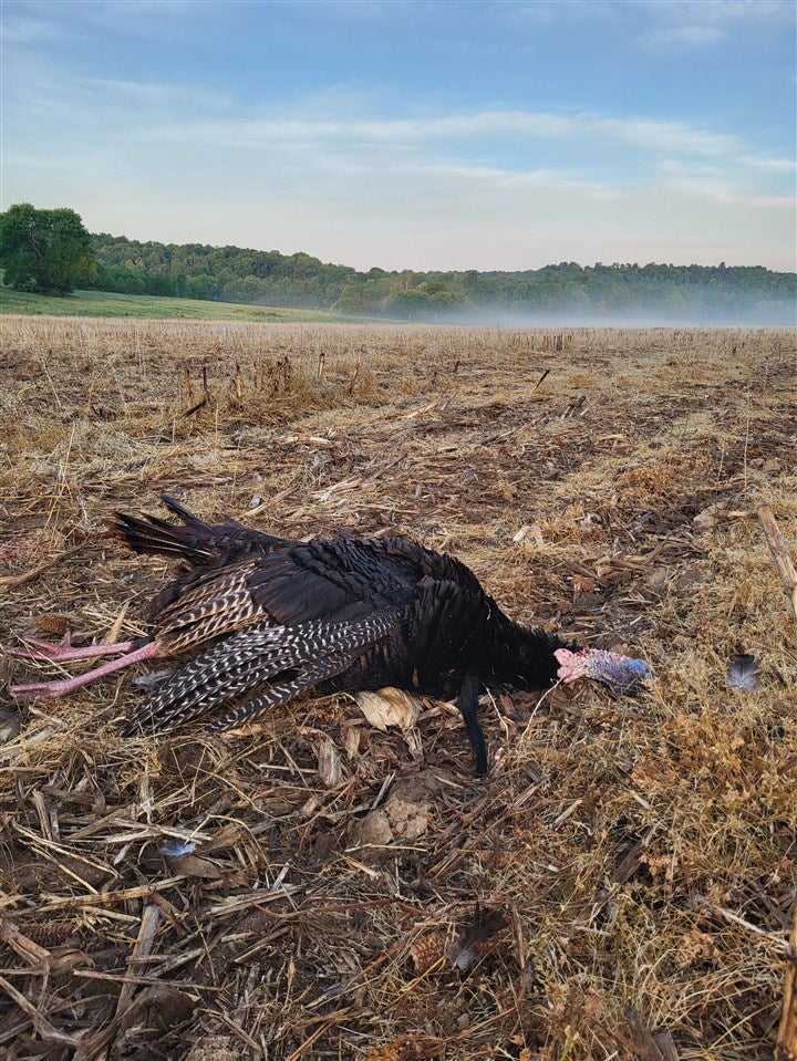 Bowling Green, Kentucky, 42101, United States, 3 Bedrooms Bedrooms, ,2 BathroomsBathrooms,Residential,Active,1920252