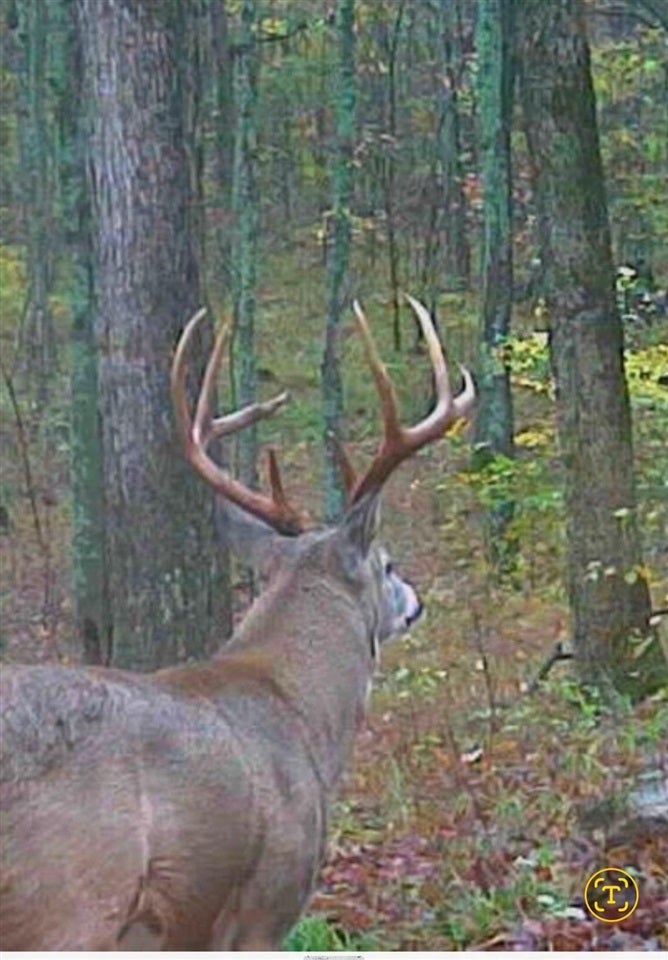 Bowling Green, Kentucky, 42101, United States, 3 Bedrooms Bedrooms, ,2 BathroomsBathrooms,Residential,Active,1920252