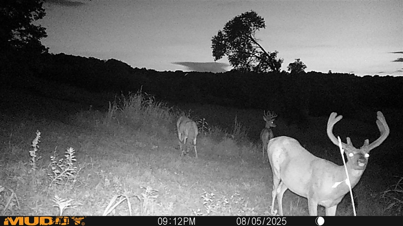 Bowling Green, Kentucky, 42101, United States, 3 Bedrooms Bedrooms, ,2 BathroomsBathrooms,Residential,Active,1920252