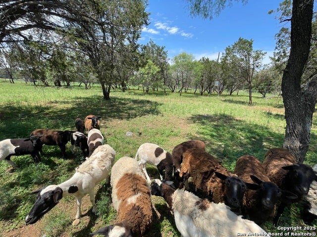 Bulverde, Texas, 78163, United States, 5 Bedrooms Bedrooms, ,5 BathroomsBathrooms,Residential,Active,1951818