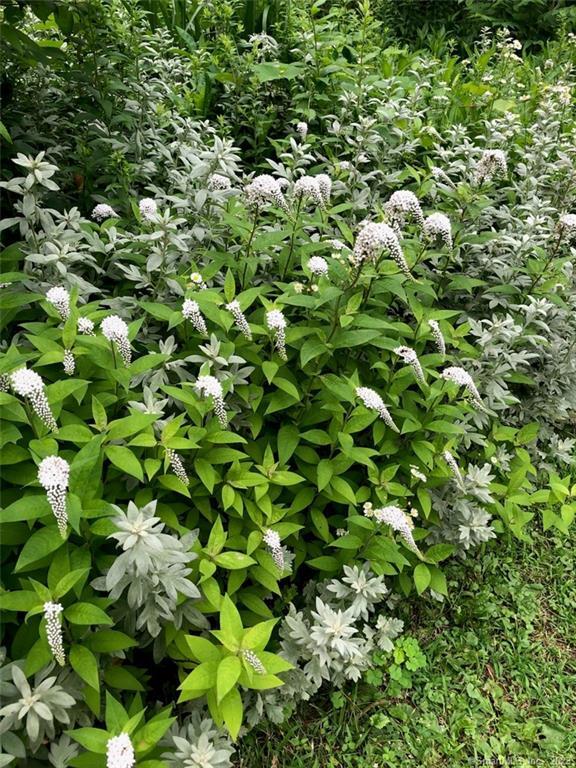 Newtown, Connecticut, 06470, United States, 3 Bedrooms Bedrooms, ,2 BathroomsBathrooms,Residential,Active,1967111