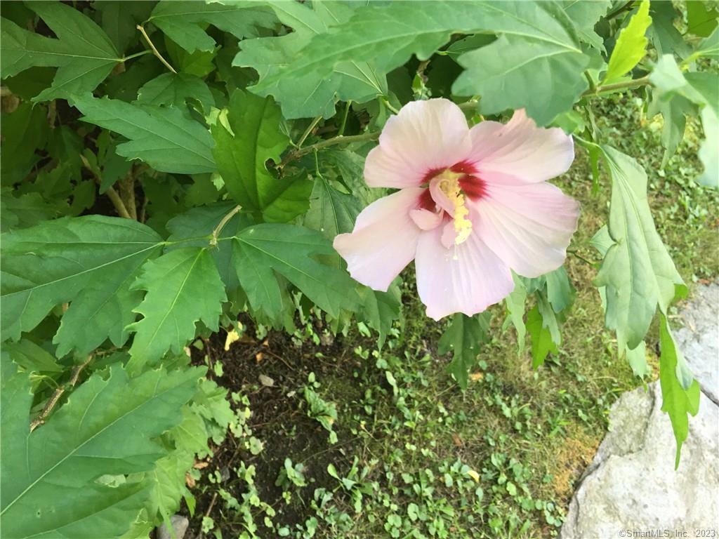 Newtown, Connecticut, 06470, United States, 3 Bedrooms Bedrooms, ,2 BathroomsBathrooms,Residential,Active,1967111