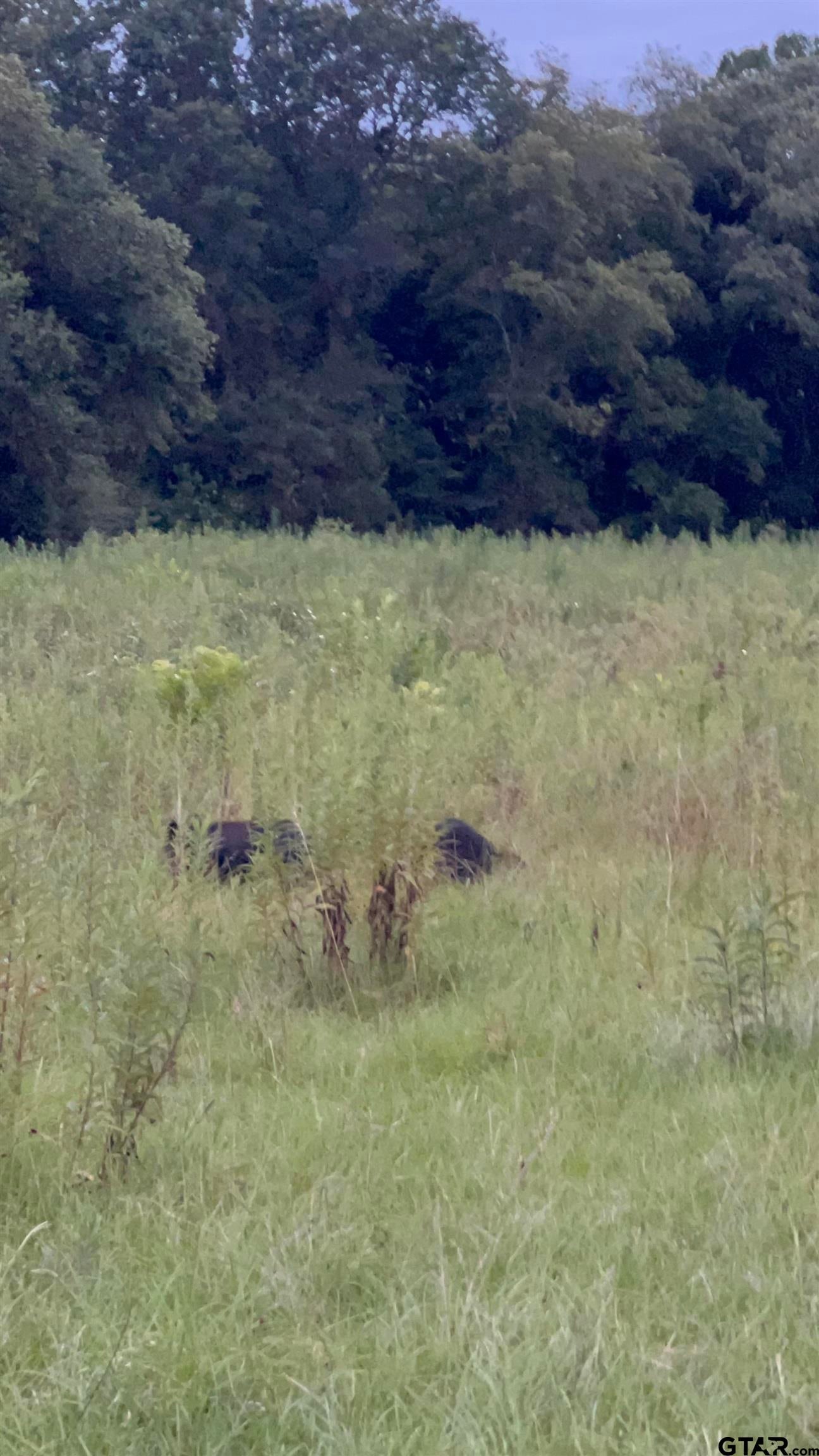 Winona, Texas, 75792, United States, 3 Bedrooms Bedrooms, ,3 BathroomsBathrooms,Residential,Active,1880186