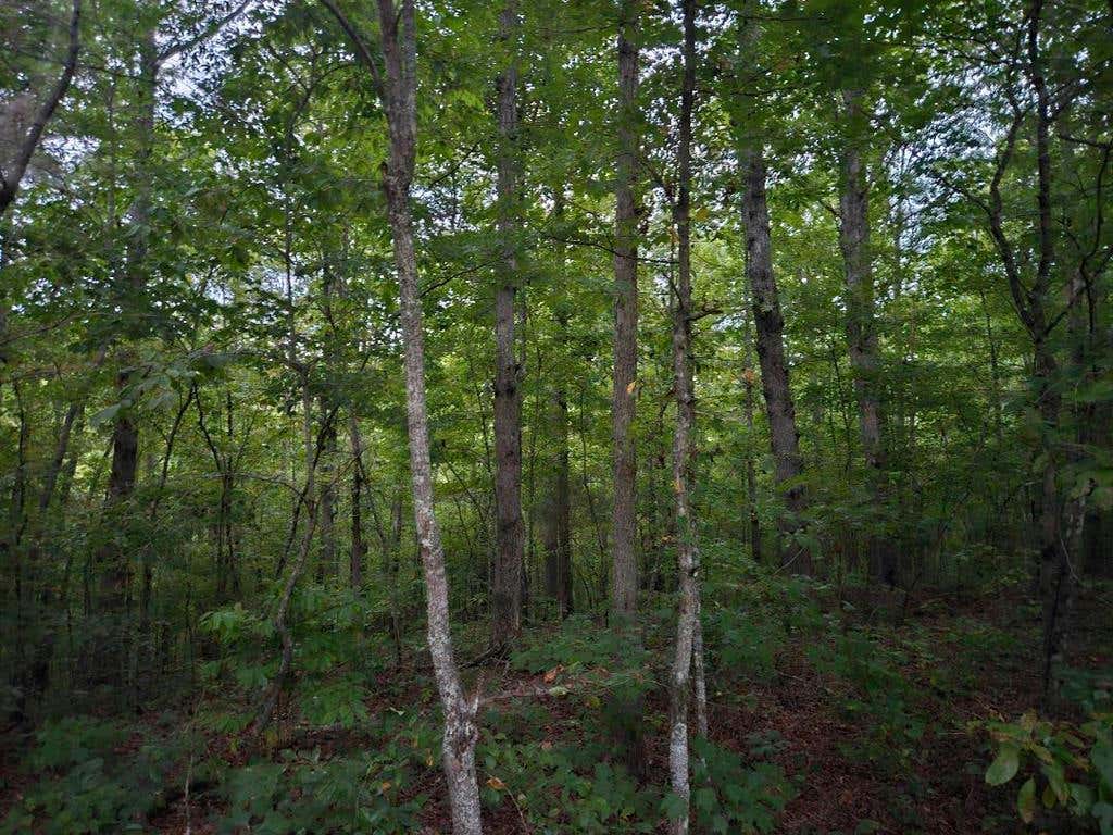 00 SANDY ROAD N/O-SELLS CEMETERY ROAD, WILDER, TN 38589, photo 1 of 10