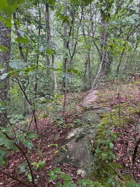 LOT 23 WILSON RIDGE ROAD, WILDER, TN 38589, photo 1 of 10