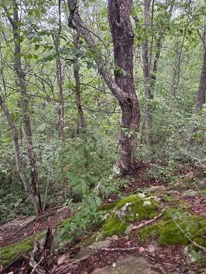 LOT 23 WILSON RIDGE ROAD, WILDER, TN 38589, photo 2 of 10