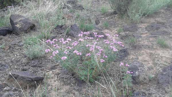 N6425 LOT 77 RIVER SPRINGS RANCH, ST. JOHNS, AZ 85936, photo 4 of 13