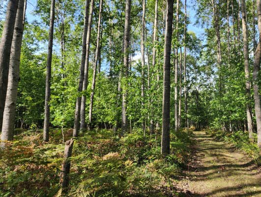 KIRCHE IN THE WOODS DRIVE 10 ACRES, SPRUCE, MI 48762 - Image 1