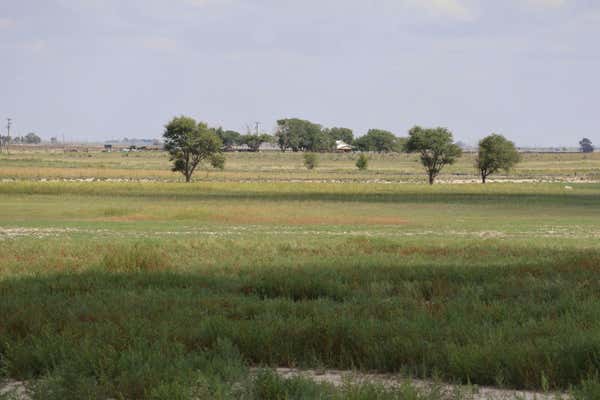 1981 COUNTY ROAD 1048, MULESHOE, TX 79347, photo 4 of 18