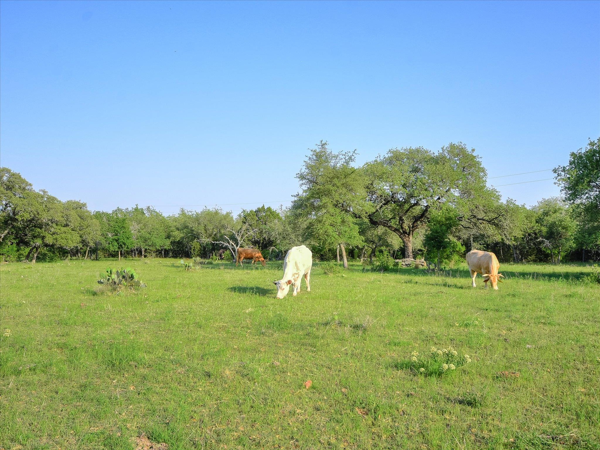 Wimberley, Texas, 78676, United States, 5 Bedrooms Bedrooms, ,4 BathroomsBathrooms,Residential,Active,1973530