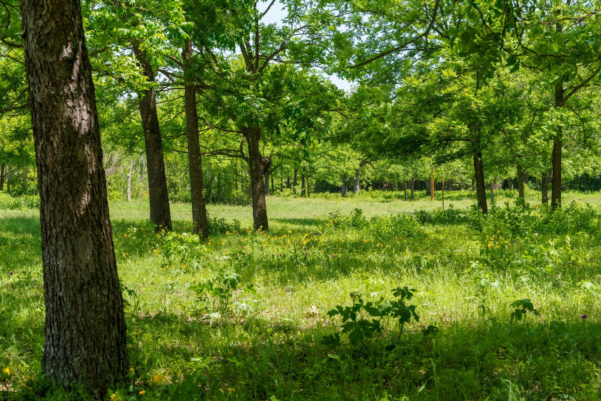 Spicewood, Texas, 78669, United States, 4 Bedrooms Bedrooms, ,3 BathroomsBathrooms,Residential,Active,1987243