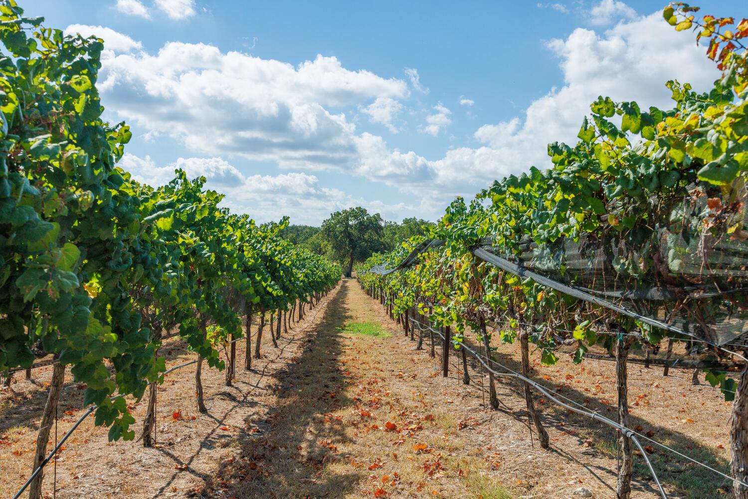 Round Mountain, Texas, 78663, United States, 4 Bedrooms Bedrooms, ,4 BathroomsBathrooms,Residential,Active,1966021