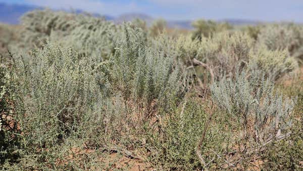 VL LOTS 7, 8 BLOCK 1202 RGE # T, RIO COMMUNITIES, NM 87002 - Image 1